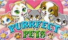 Play purrfect pets